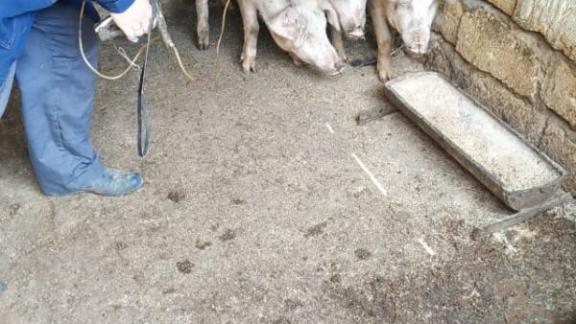 На Ставрополье продолжается вакцинация свиней против чумы
