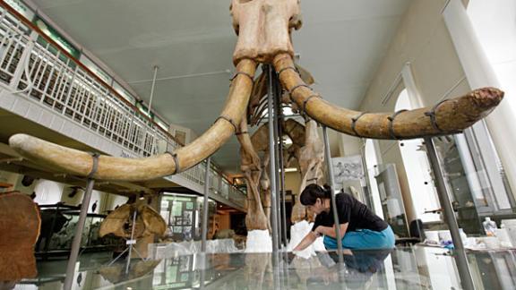 Череп скелета ископаемого южного слона представлен в музее в Ставрополе