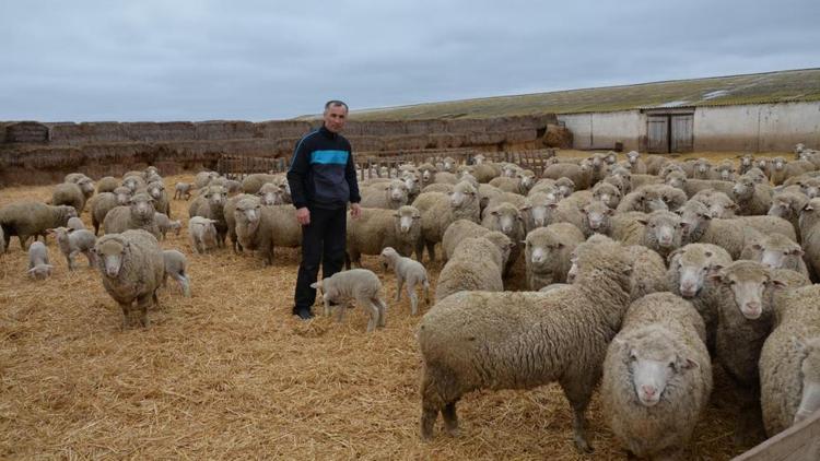 Лучший овцевод Ставрополья живёт в Арзгирском округе