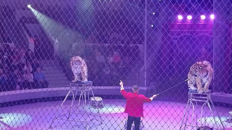 Зрители не пострадали во время драки тигриц в Кисловодском цирке
