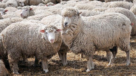 На Ставрополье растет поголовье овец – продолжается окотная кампания