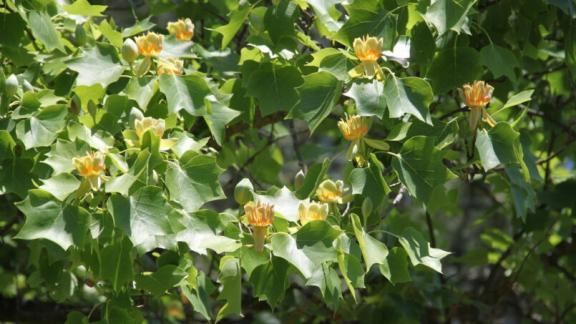 В Ставропольском ботаническом саду зацвело тюльпанное дерево 