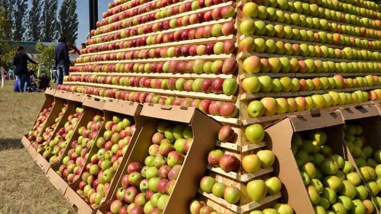 Ставропольские садоводы готовы круглый год обеспечивать страну яблоками