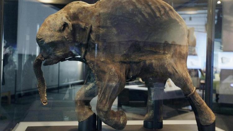Уникальный доисторический мамонтенок с Ямала появится на выставке в Ставрополе