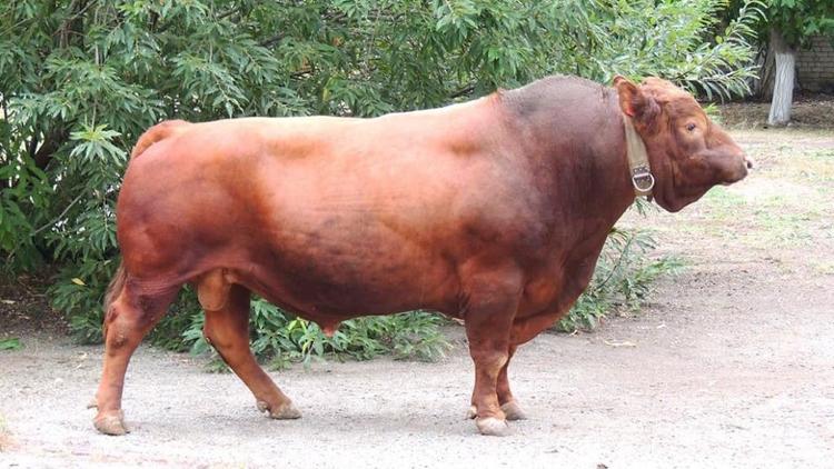 Племенных быков для улучшения генофонда крупного рогатого скота разводят на Ставрополье