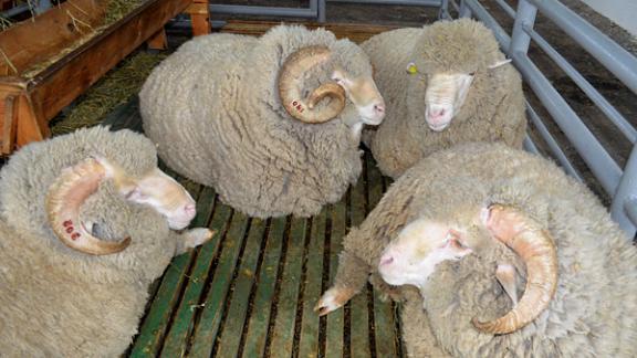 300 овец украли бандиты, угрожая ножом и избив работников фермы в Апанасенковском районе