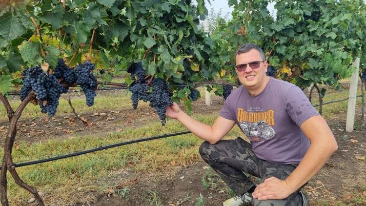 Ставрополье входит в пятёрку регионов страны по сбору винограда