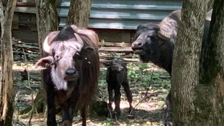 В зоопарке Ставрополя на свет появился буйволёнок