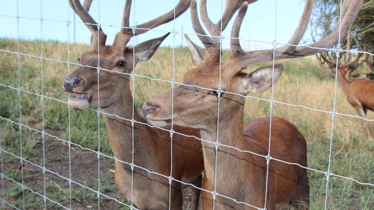 На Ставрополье планируют увеличить поголовье оленей до 10 тысяч
