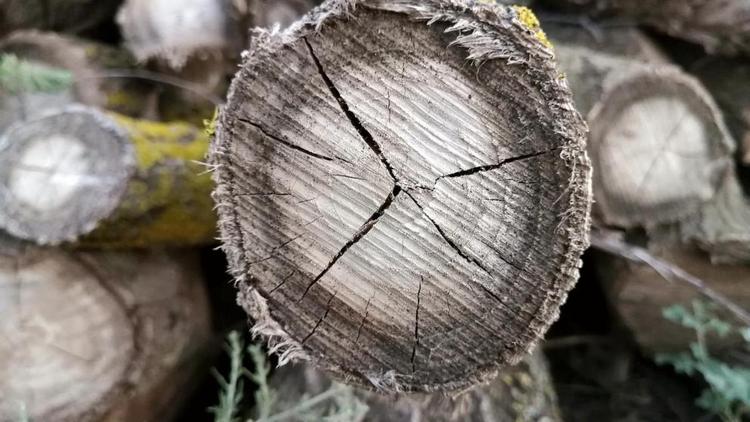 Ставропольцев призвали голосовать за Тургеневский дуб в конкурсе «Европейское дерево года – 2022»