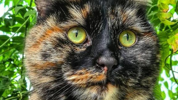 В ботаническом саду Ставрополя «научным сотрудником» стала кошка