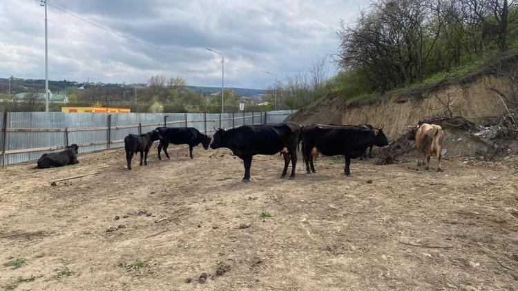 Стадо коров вновь задержали на улицах Кисловодска