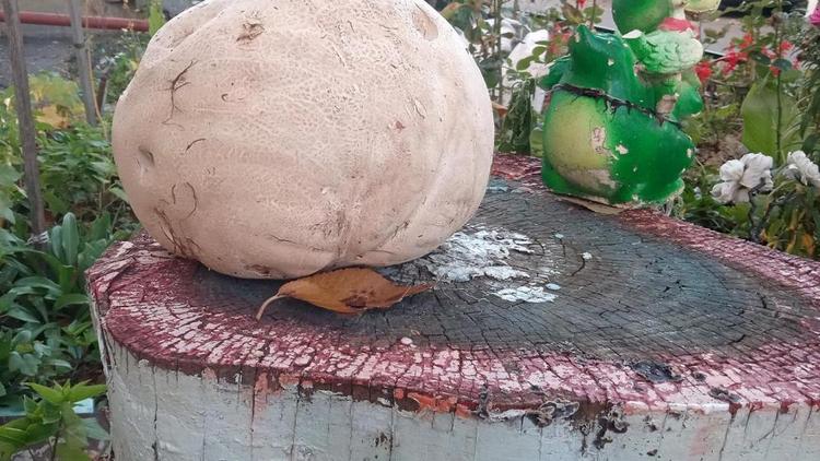 Огромный гриб-дождевик нашли в Невинномысске