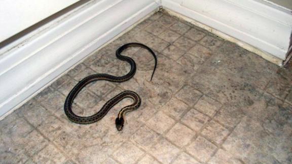 В дома к жителям Ставрополья заползают змеи