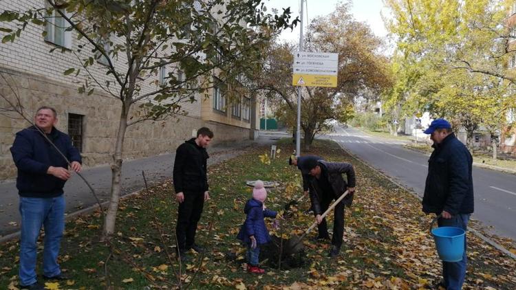 Во дворах Ставрополя высадили около 600 молодых деревьев