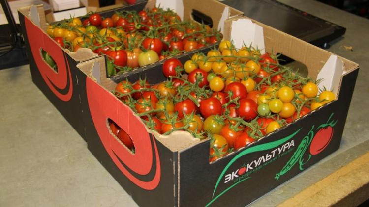 Ставропольские томаты черри участвуют в конкурсе «Вкусы России»