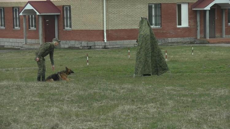 На Ставрополье сдали экзамен служебные и караульные собаки