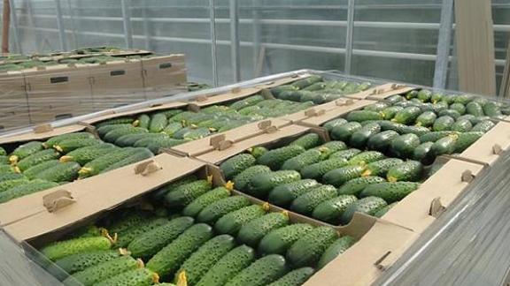 Андроповский район внесет вклад в импортозамещающее производство тепличных овощей