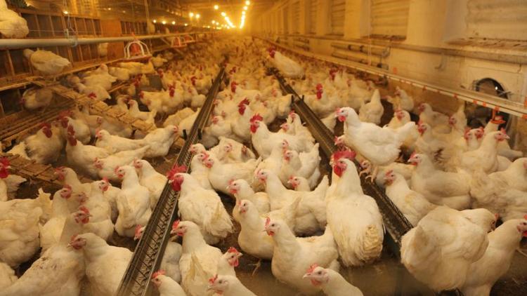 Экспорт мяса птицы Ставрополья за 5 лет вырос в 24 раза