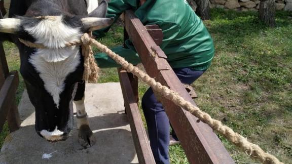 В Туркменском округе Ставрополья привили крупный рогатый скот