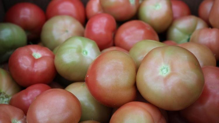 Ставрополье лидирует в России по производству томатов