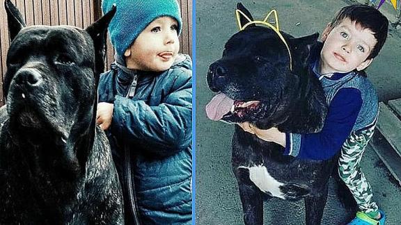 На Ставрополье ищут дом для 75-килограммовой собаки породы кане-корсо