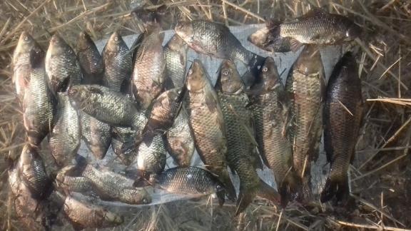 На Ставрополье рыбаки понесут наказание за ловлю рыбы острогой