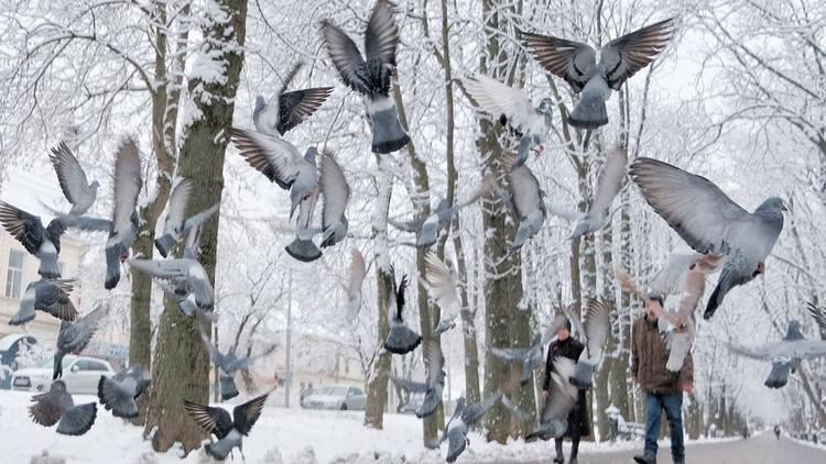 Снег на Ставрополье «зарядит» на всю ночь