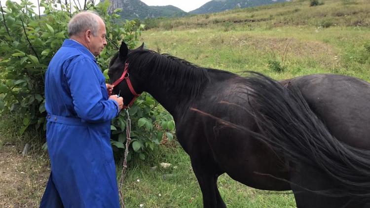 В Пятигорске лошадей привили от сибирской язвы