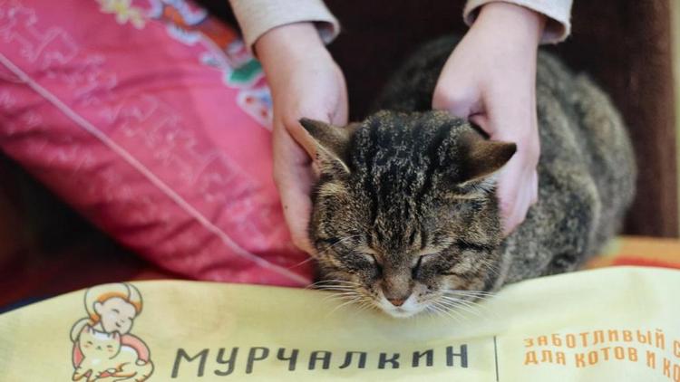 Передержка кошек: как выбрать лучшую гостиницу для вашего питомца в Москве