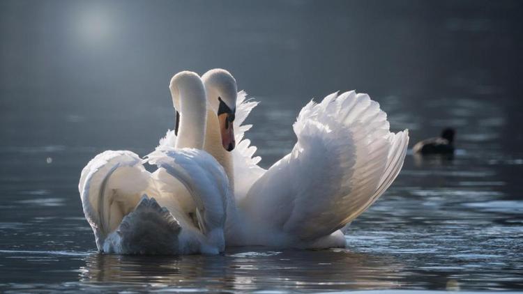 Пара лебедей вернулась в Центральный парк Ставрополя после зимовки