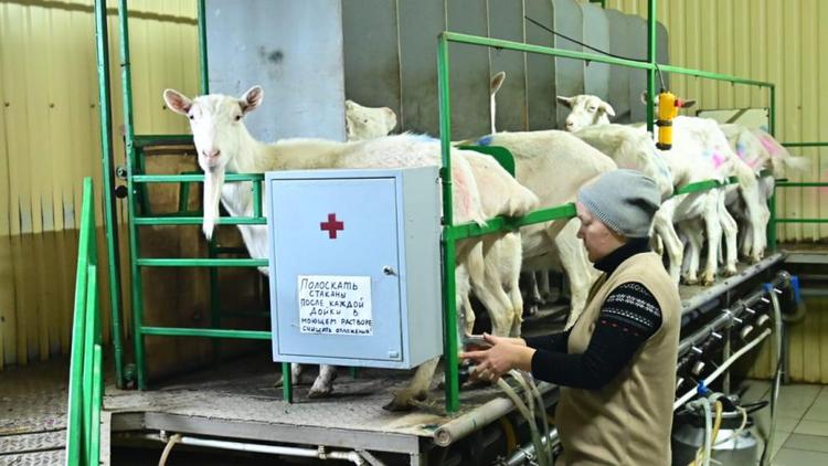 На Ставрополье получили более 1,2 тысячи тонн козьего молока