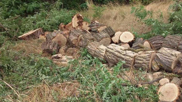 На Ставрополье ищут нарушителей, незаконно срубивших 83 дерева