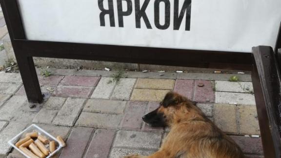 Вопрос обращения с безнадзорными животными в Ставропольском крае могут решить на федеральном уровне
