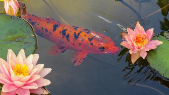 В Железноводске появится Fish-парк с экзотическими рыбами