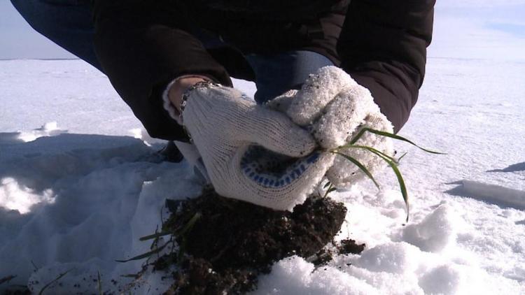 Снегопады на Ставрополье способствуют состоянию озимых