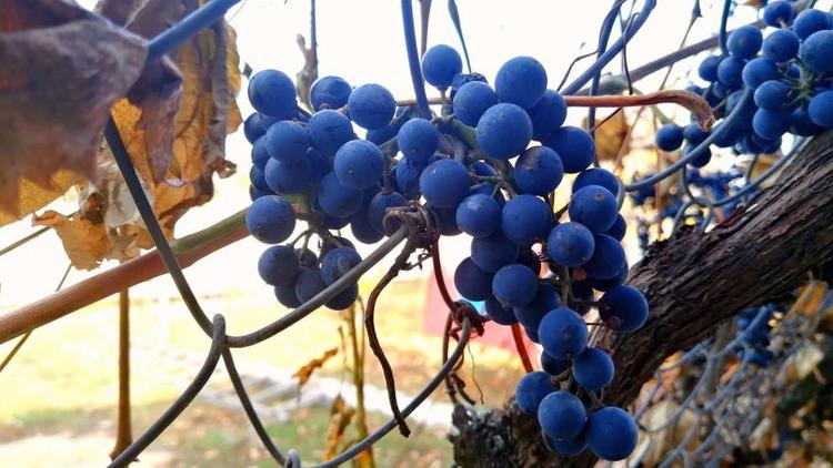 В 2021 году на Ставрополье собрали более 43 тысячи тонн винограда