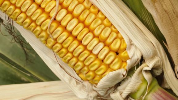 Гибрид кукурузы «Машук 260 СВ» – селекционное достижение пятигорчан
