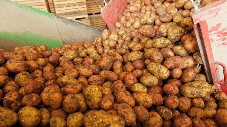 Производство картофеля на Ставрополье достигло 115,2 тысячи тонн в 2018 году