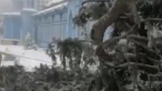 Снег повалил ёлку перед Пушкинской галереей Железноводска