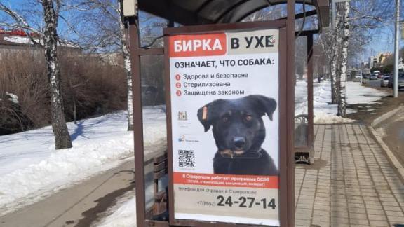 В Ставрополе вакцинируют и стерилизуют бездомных собак