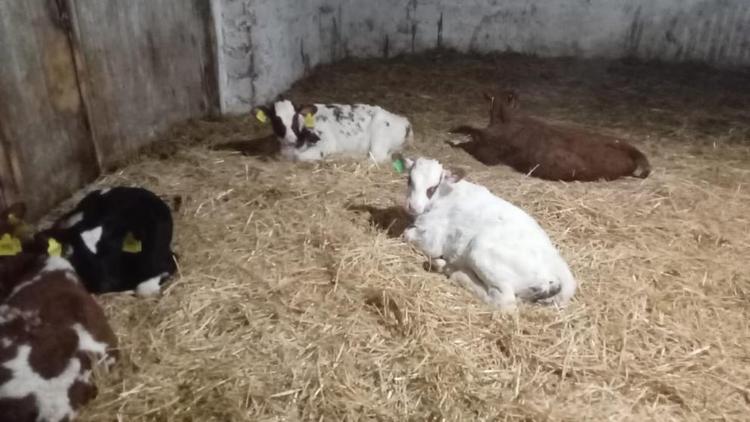 На зимовке скота в Ставропольском крае находятся 1,5 млн овец и коз