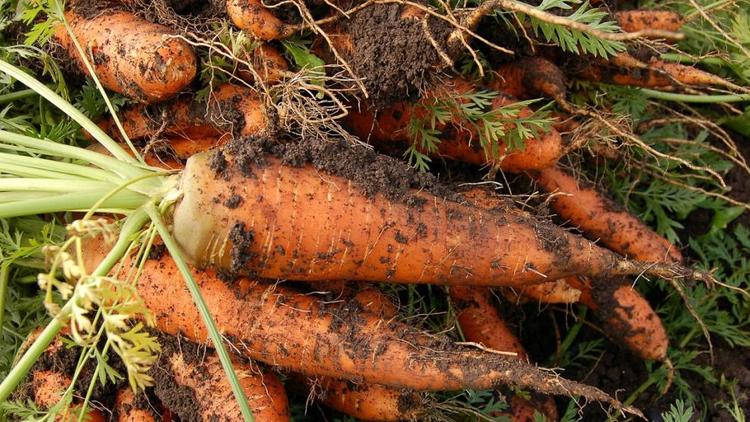 На Ставрополье убрали более 27 гектаров морковных сельхозугодий