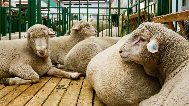 На Ставрополье 18 мая откроется Всероссийская овцеводческая выставка