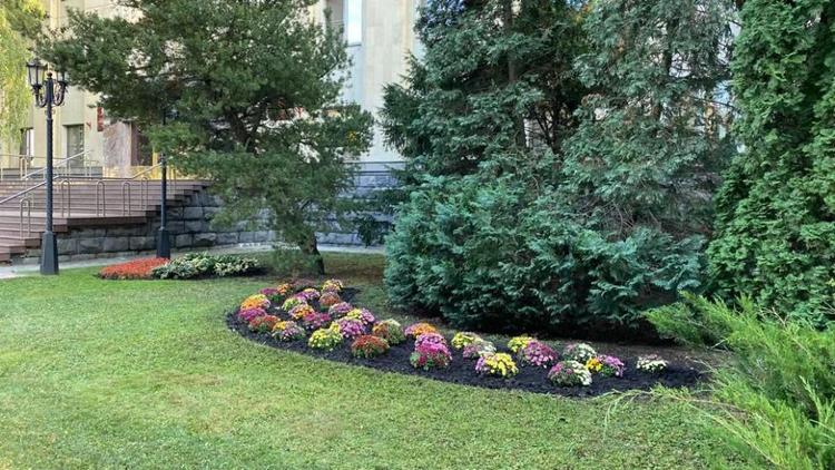 Цветочное убранство Ставрополя дополнят хризантемами