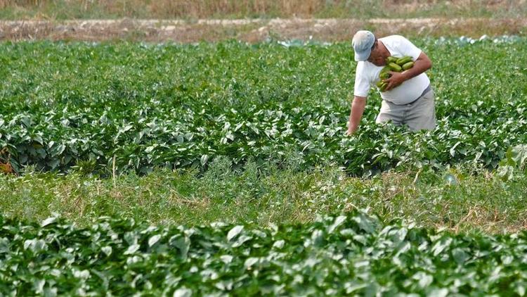 Урожайность овощей на Ставрополье увеличилась в 2,5 раза