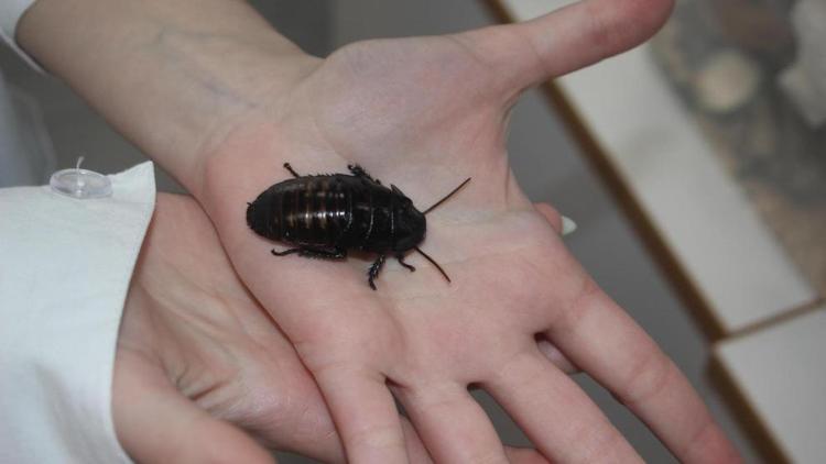 Экзотические насекомые станут объектами исследований юных учёных из Невинномысска
