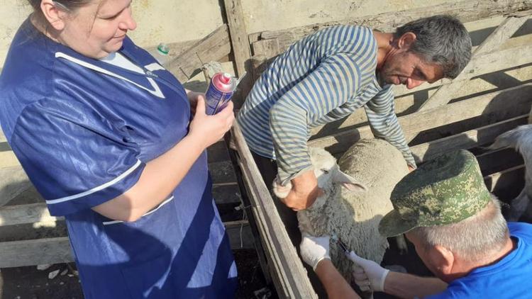В Андроповском округе Ставрополья крупный рогатый скот привили против лептоспироза