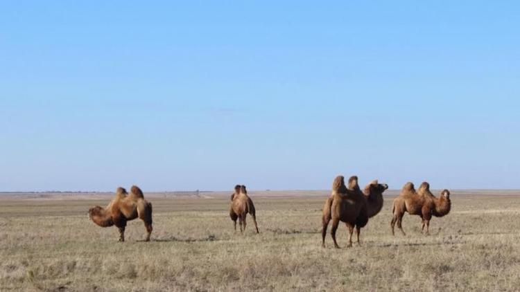 В Апанасенковском округе Ставрополья родилось шесть верблюжат