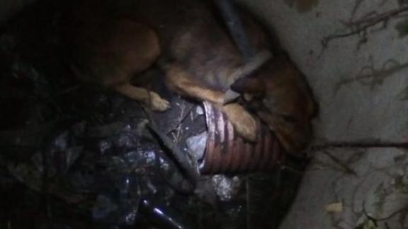 В Михайловске пёс просидел в канализационном люке 3 дня, прежде чем его достали спасатели ПАСС СК